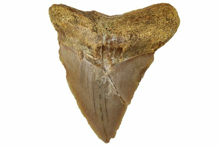 Serrated, Fossil Megalodon Tooth From Morocco - Rare Location #312836